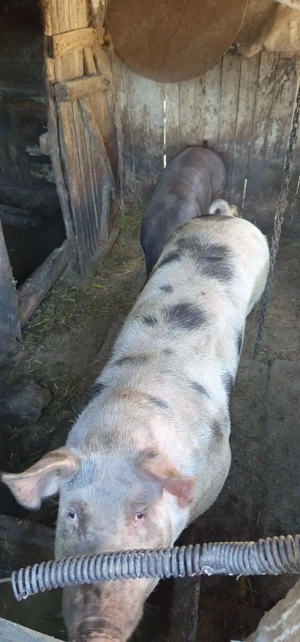 Vand porci Bio!!