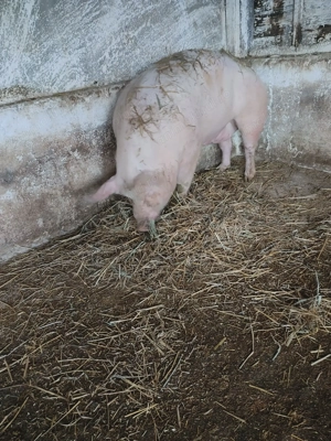 Porci de casa langa Ploiesti ! - imagine 5