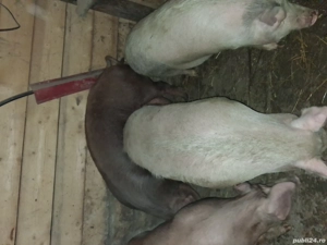 vand porci!  - imagine 3