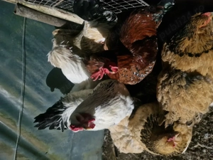 Vând cocoși generația 2025  - imagine 2