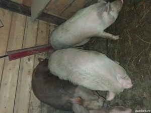 vand porci!  - imagine 2