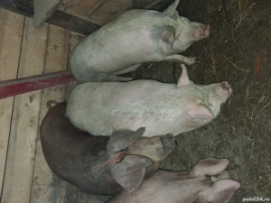 vand porci! 