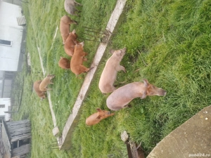 de vânzare  - imagine 3