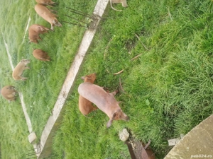 de vânzare  - imagine 5