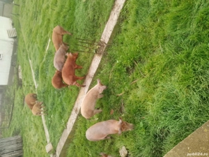 de vânzare  - imagine 4