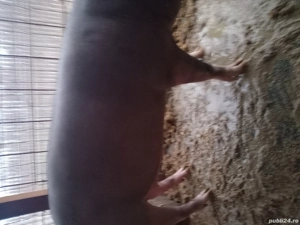 Vand porci de Craciun  - imagine 3