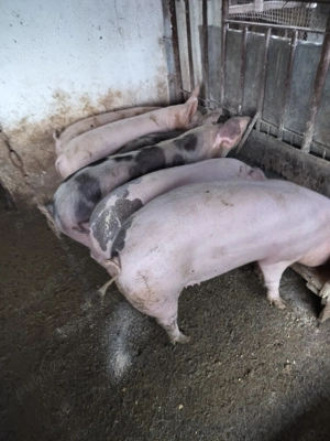 Vând grăsuni rasă de carne  - imagine 2