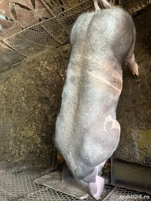 Porc de vanzare - imagine 3