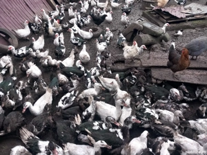 rate gotice(leșești)