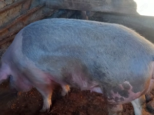 De vânzare 250 kg pret negociabil  - imagine 3