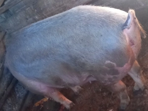 De vânzare 250 kg pret negociabil  - imagine 2