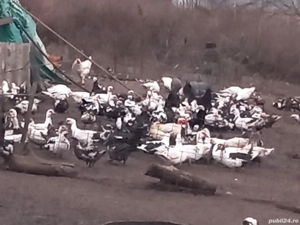 rate gotice(leșești) - imagine 2