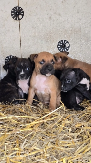 pui amstaff - imagine 4