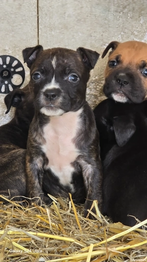 pui amstaff - imagine 2