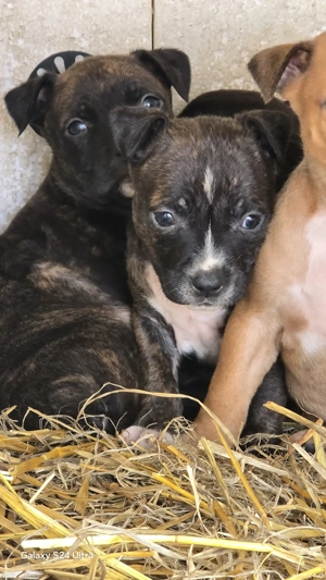 pui amstaff - imagine 3