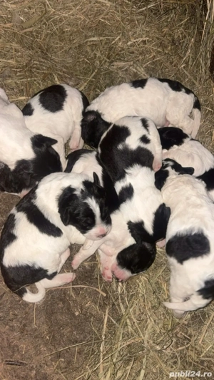 Căței ciobanesc romanesc de Bucovina  - imagine 5