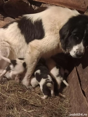 Căței ciobanesc romanesc de Bucovina  - imagine 4