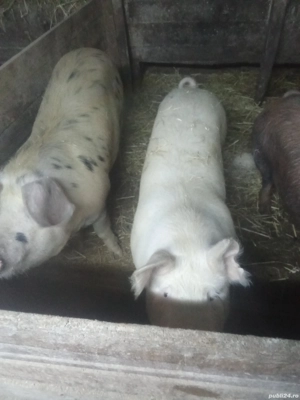 vand porci 100 120 kg - imagine 2
