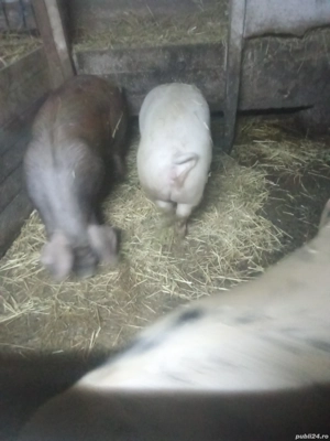 vand porci 100 120 kg