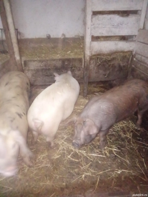 vand porci 100 120 kg - imagine 4