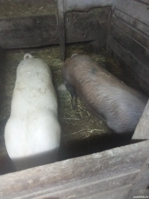 vand porci 100 120 kg - imagine 3