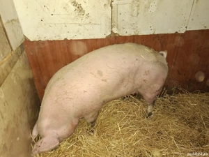 Vand marele alb , 200+ kg  - imagine 2