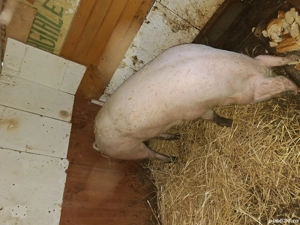 Vand marele alb , 200+ kg  - imagine 3