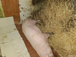 Vand marele alb , 200+ kg  - imagine 5