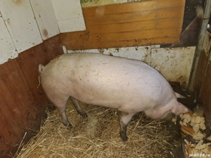 Vand marele alb , 200+ kg  - imagine 4