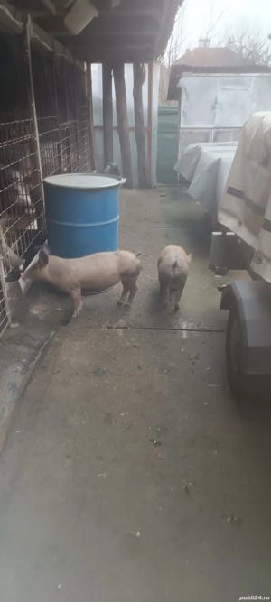 soldani de vânzare  - imagine 4