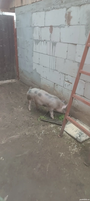 soldani de vânzare  - imagine 3