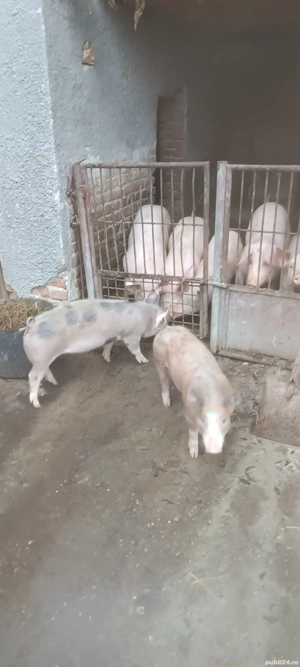 soldani de vânzare  - imagine 2