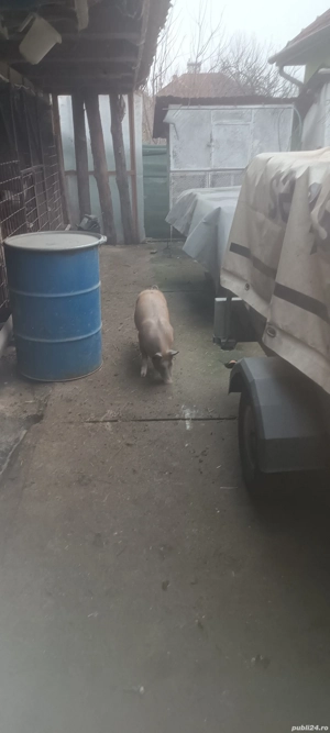 soldani de vânzare  - imagine 5