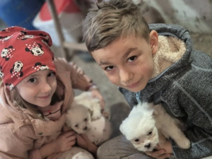 Pui bichoni femela si mascul