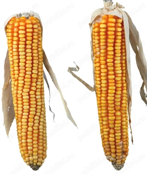 De vânzare porumb stiuleti an 2025.