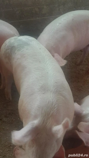 Cea mai gustoasa carne pentru masa de Craciun! - imagine 2