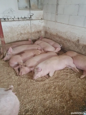 Cea mai gustoasa carne pentru masa de Craciun! - imagine 4