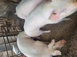 Vând un porc de carne  - imagine 2