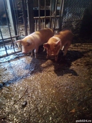 vand purcei de 8 saptamani . - imagine 2