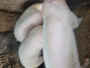 Vând un porc de carne 