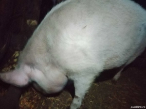 porc de vânzare 