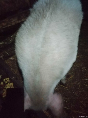 porc de vânzare  - imagine 3