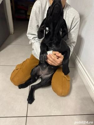 Catelusa Brac German de vanzare - imagine 5