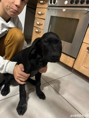 Catelusa Brac German de vanzare