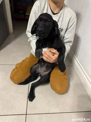 Catelusa Brac German de vanzare - imagine 2