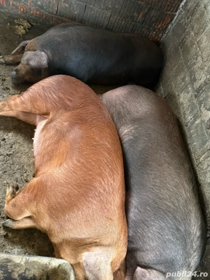 Porci diferite marimi de vanzare - imagine 4