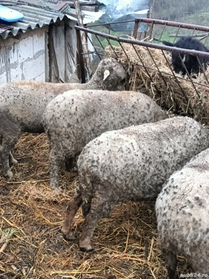 vand 9 oi. - imagine 2