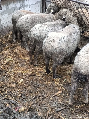 vand 9 oi. - imagine 3