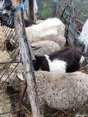 vand 9 oi. - imagine 4