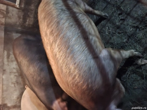 Vând porc gras - imagine 5